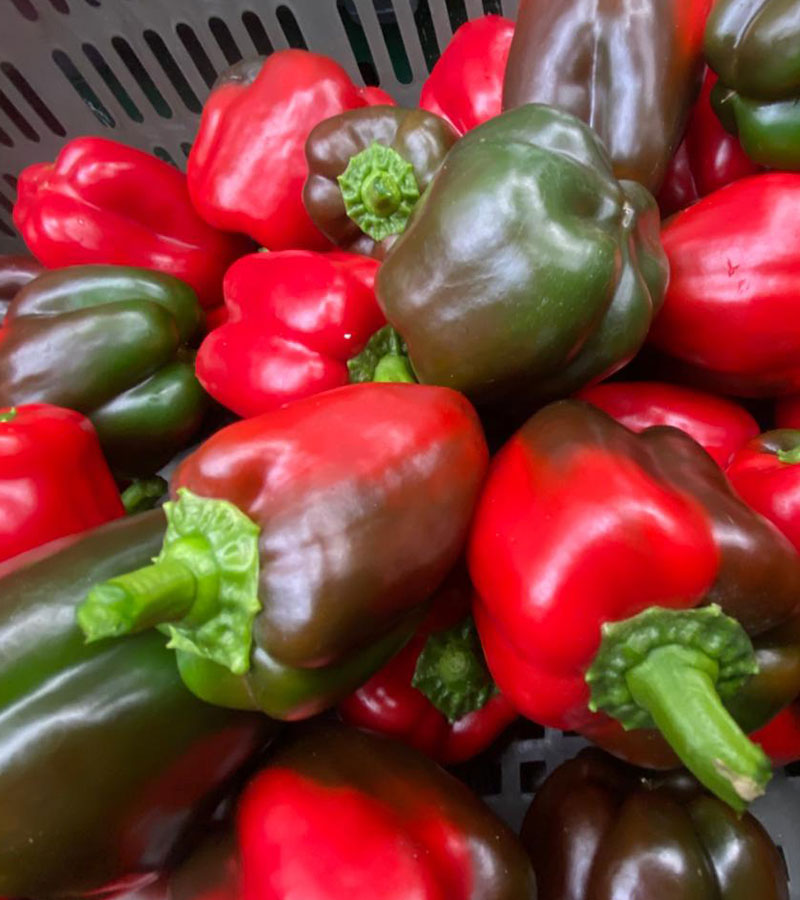 Don’s%20Agro%20Plantation