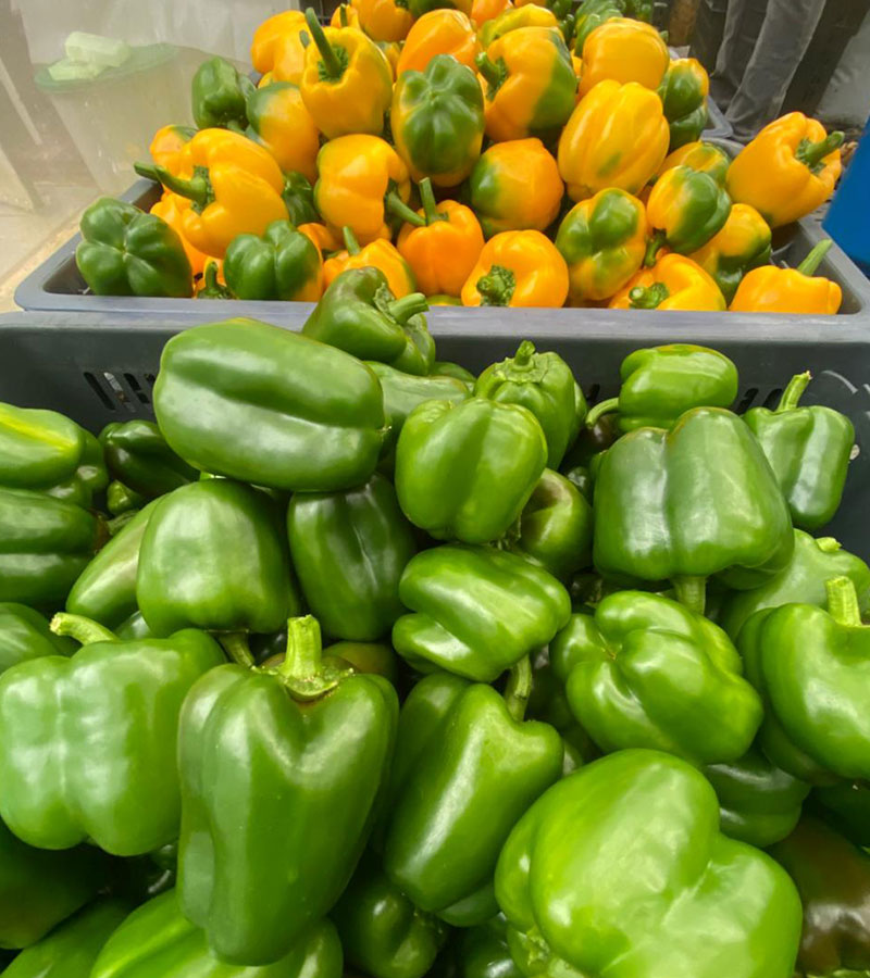 Don’s%20Agro%20Plantation