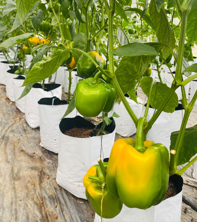 Don’s%20Agro%20Plantation