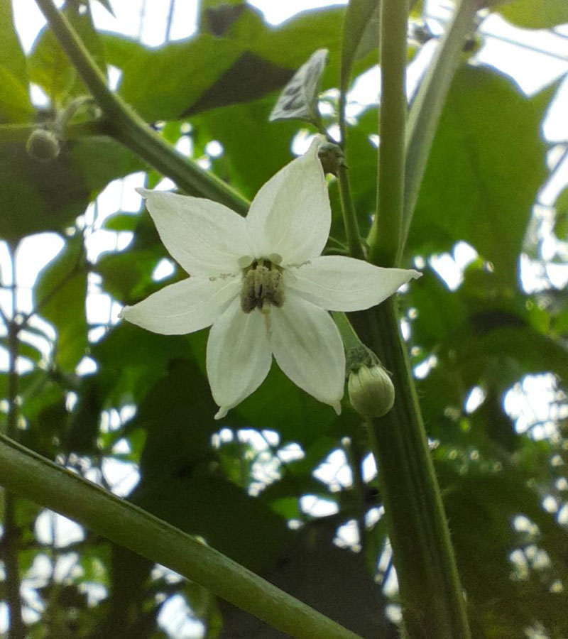 Don’s%20Agro%20Plantation