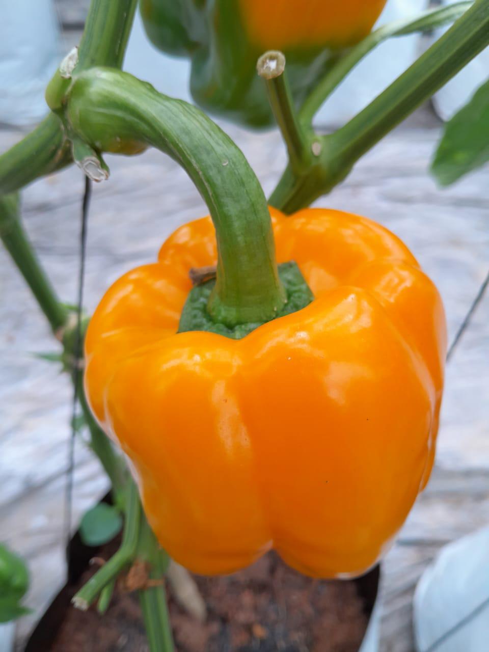 Don’s%20Agro%20Plantation